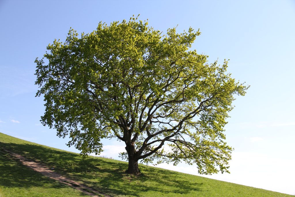 oak-dominik-van-opdenbosch-unsplash